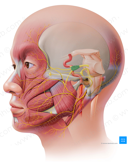 Trigeminal ganglion (#4034)