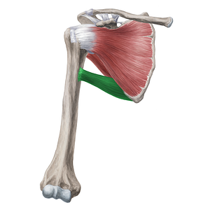 Teres major muscle (#20002)