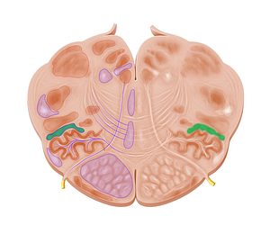 Central tegmental tract (#9535)