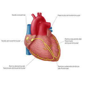 Conduction system of the heart (Spanish)