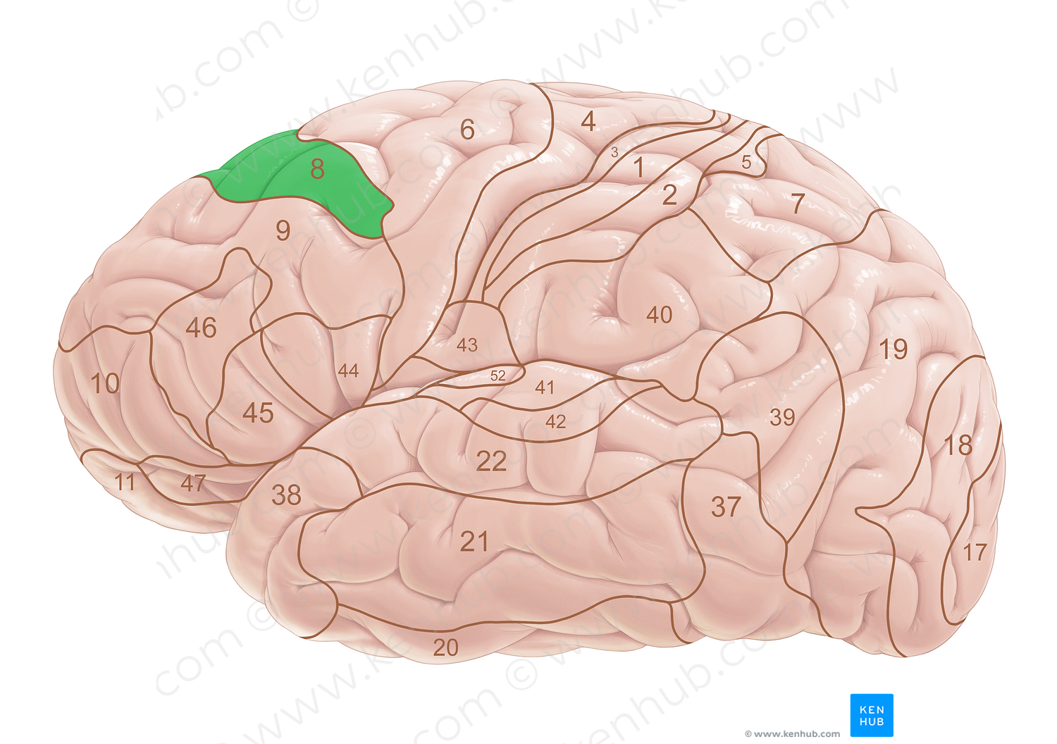 Brodmann area 8 (#18015)