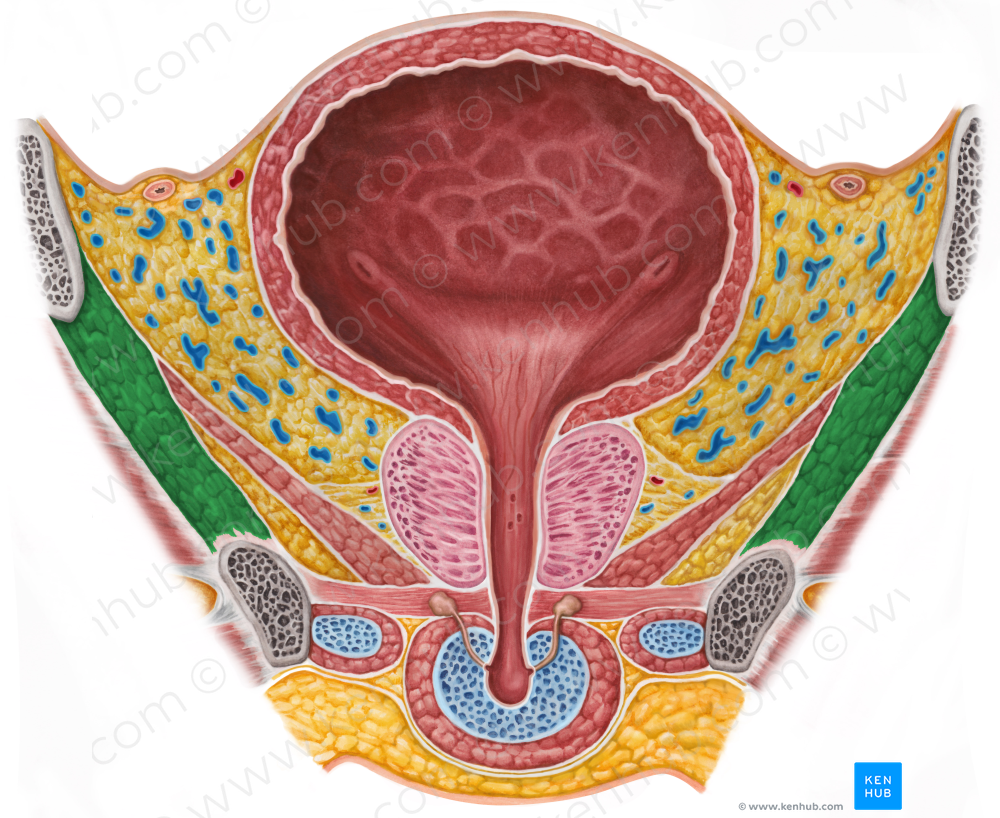 Obturator internus muscle (#5671)