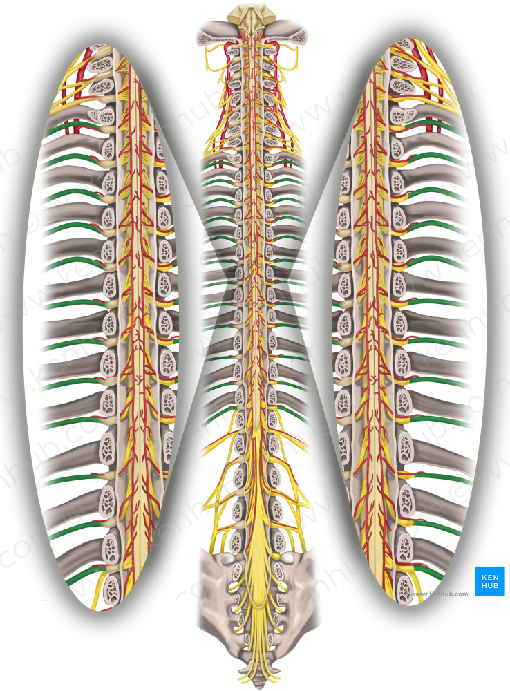 Spinal nerves T1-T12 (#6284)