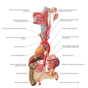 Vagus nerve: lower cervical and thoracoabdominal parts (Latin)