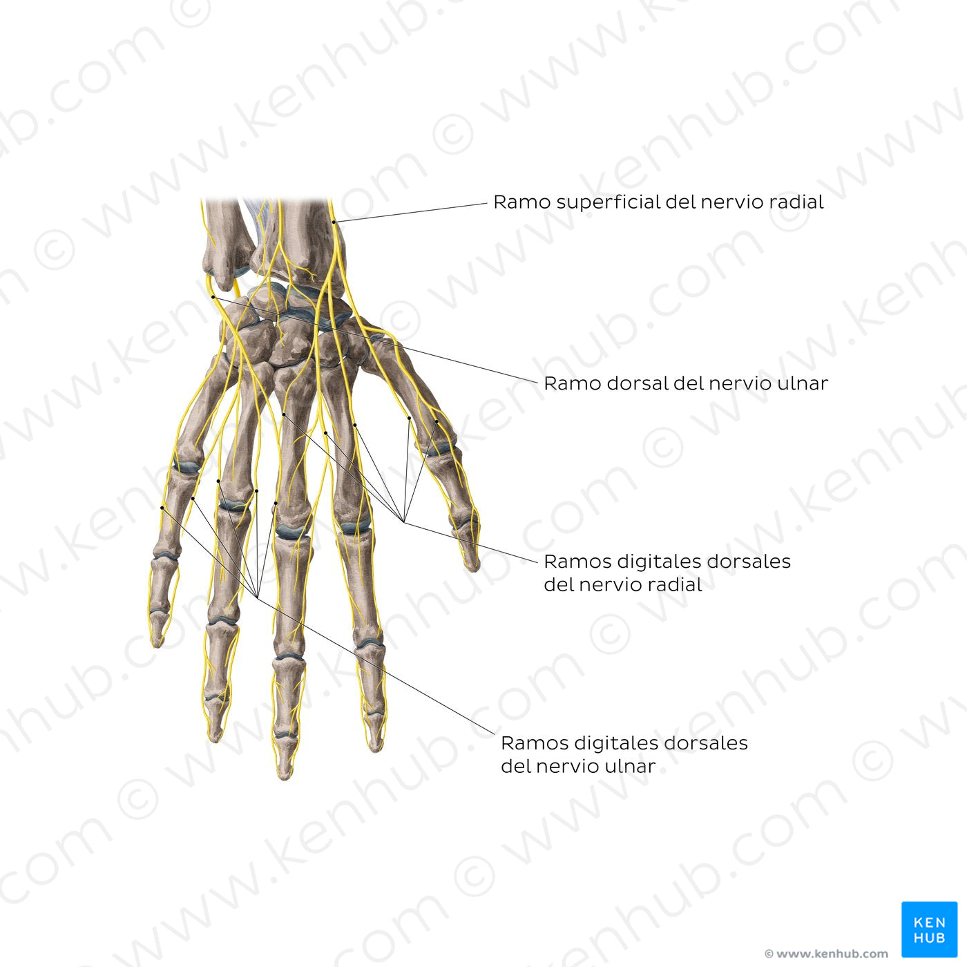 Nerves of the hand: Dorsal view (Spanish)