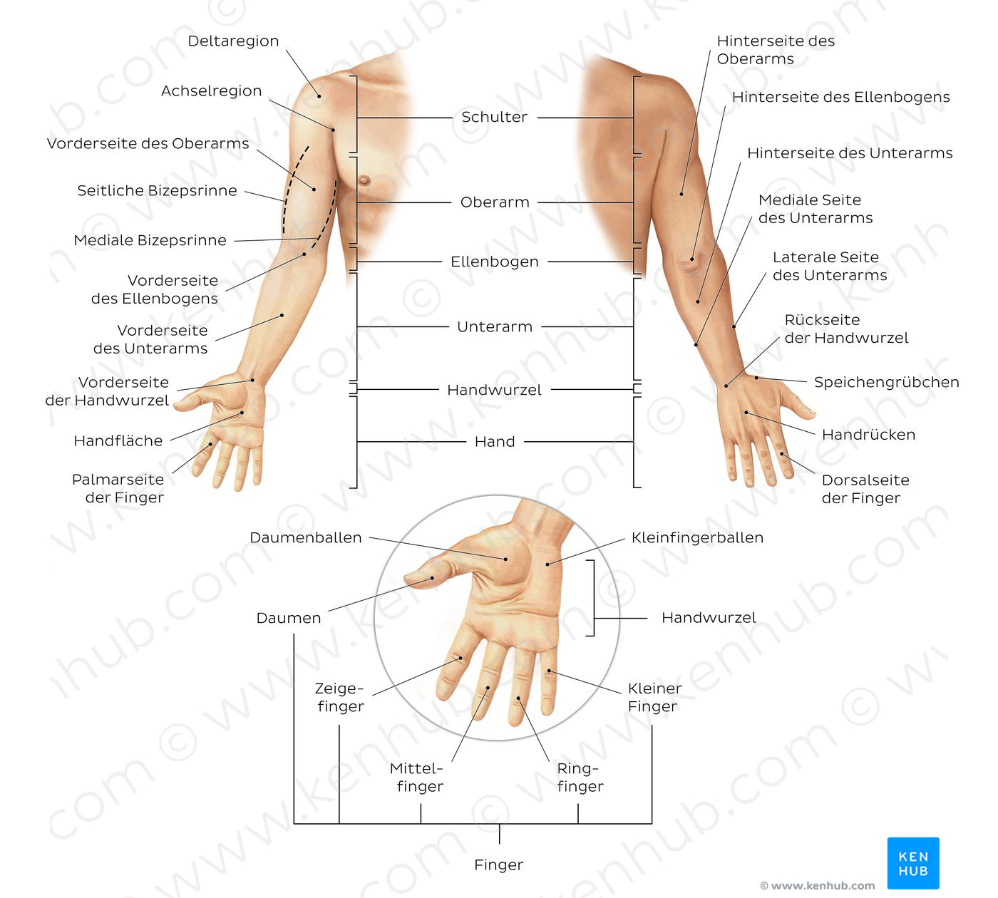 Regions of the upper extremity (German)