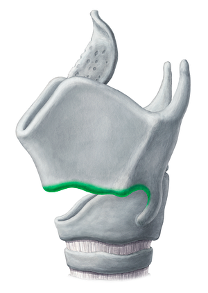 Inferior border of thyroid cartilage (#18800)