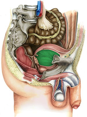 Urinary bladder (#10814)