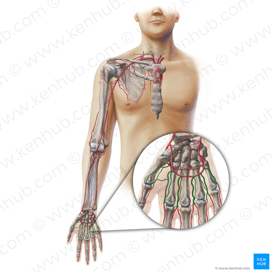 Metacarpal arteries (#19431)