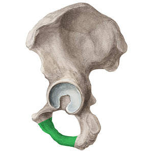 Ischiopubic ramus of hip bone (#20278)