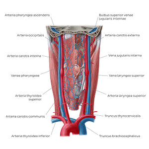 Blood vessels of the pharynx (Latin)