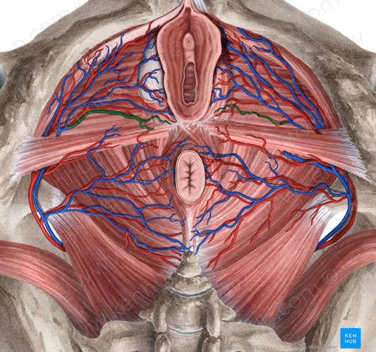 Perineal veins (#10175)