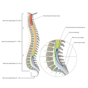Vertebral column and spinal nerves (Spanish)