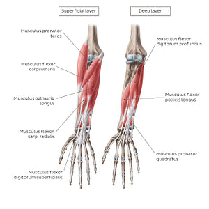 Flexors of the forearm (English headings) (Latin)