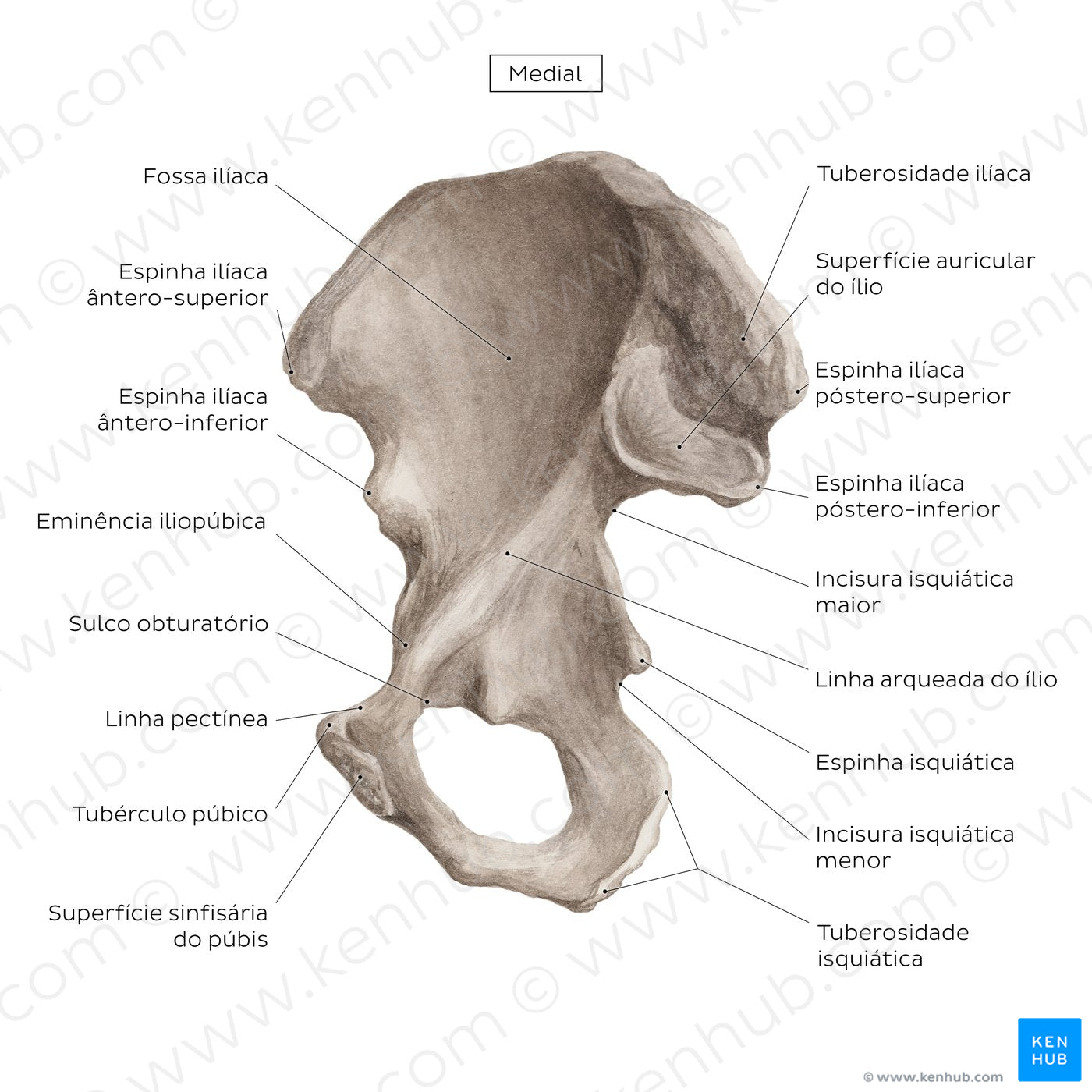 Hip bone (medial view) (Portuguese)