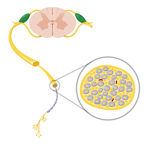 Spinal ganglion (#20770)