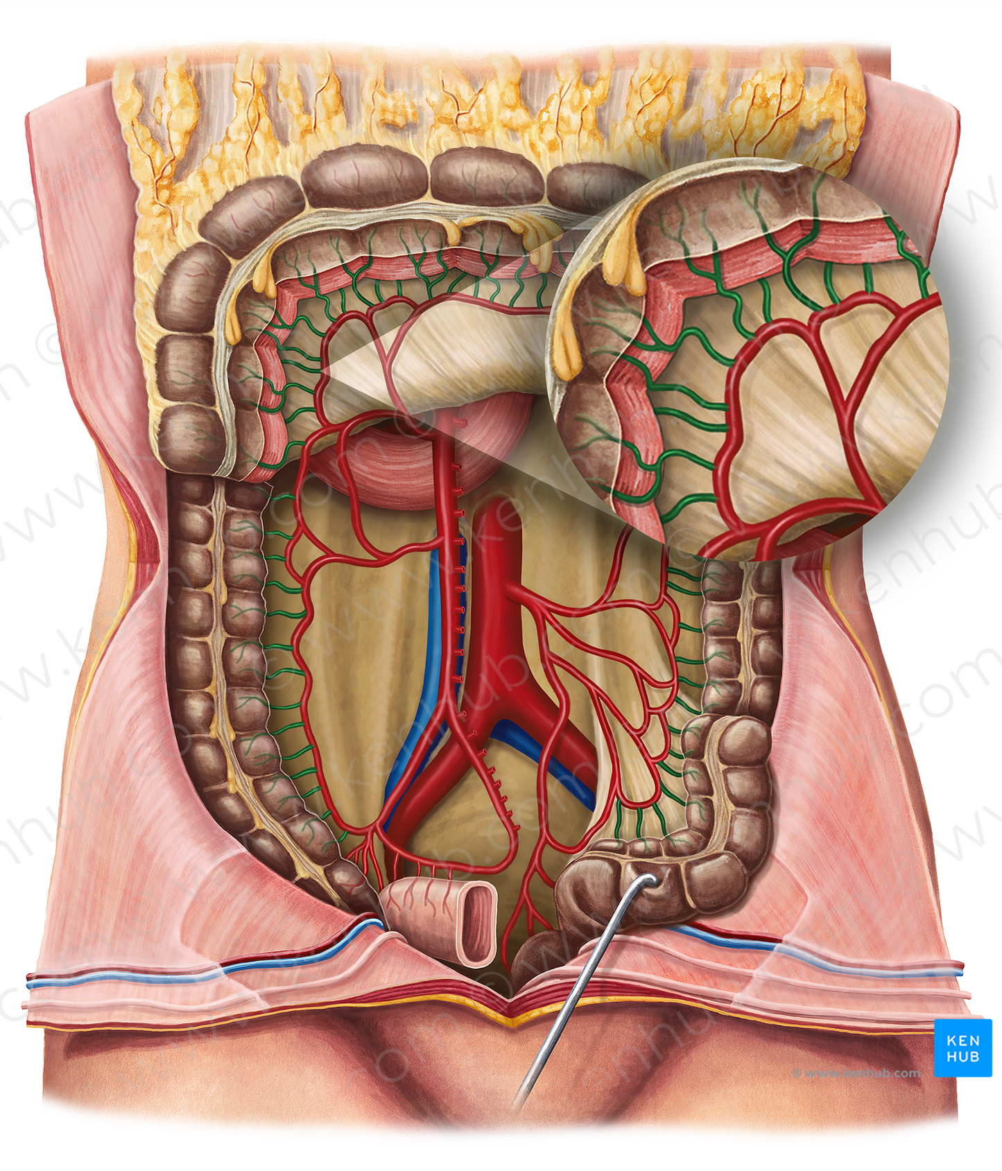 Straight arteries of colon (#1206)