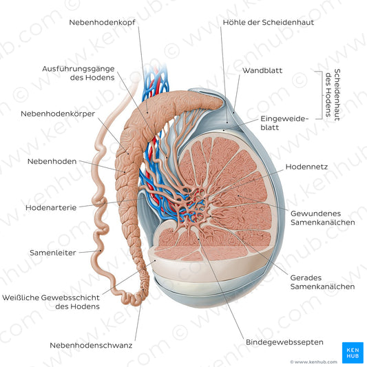 Testis and epididymis (German)