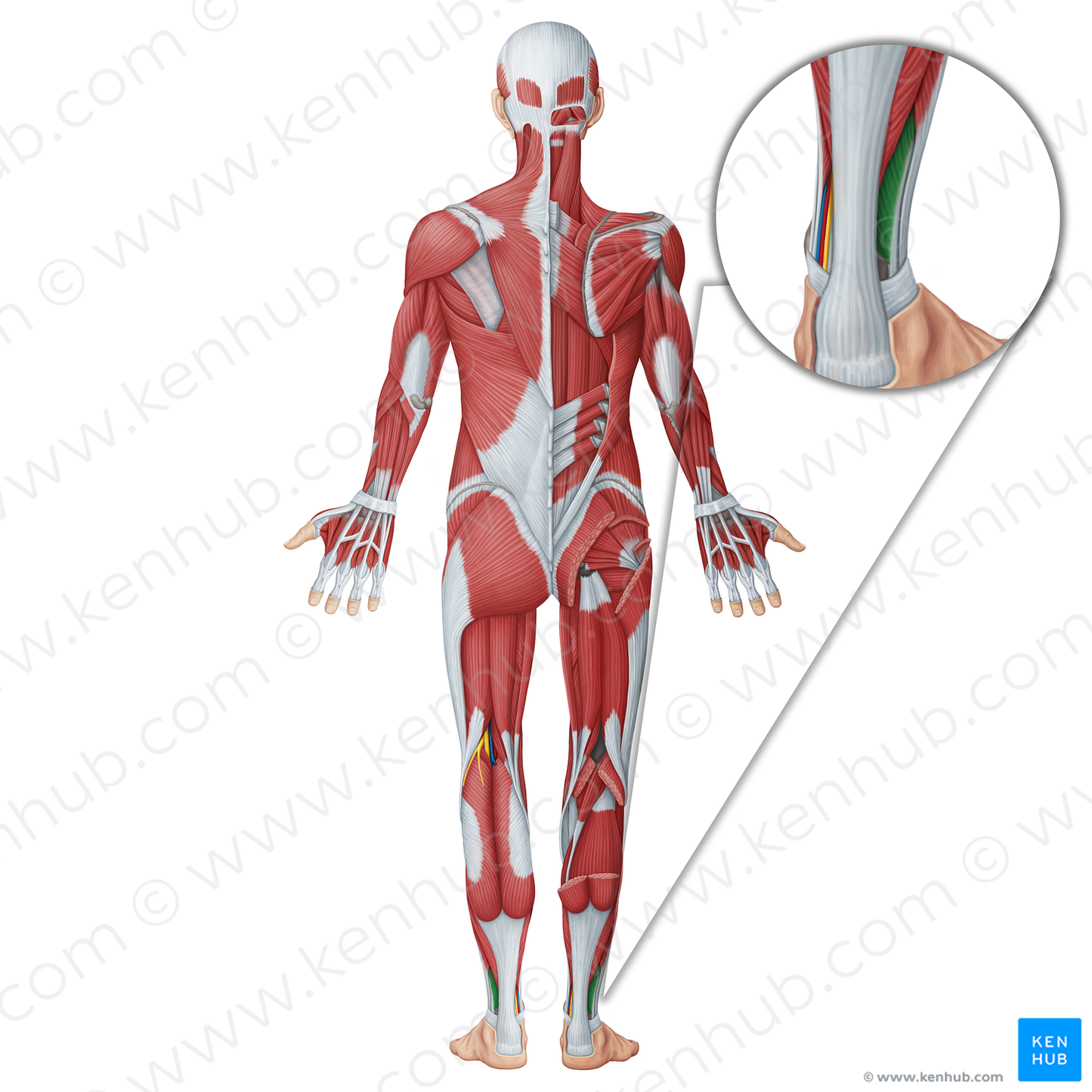 Fibularis brevis muscle (#18672)