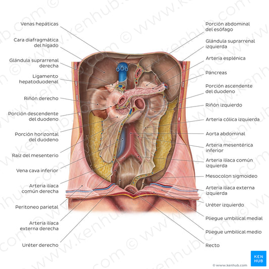 Retroperitoneum (Spanish)