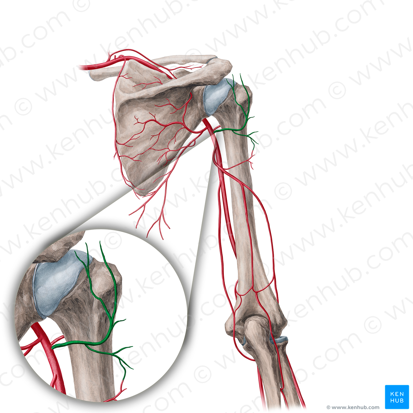 Posterior circumflex humeral artery (#1040)