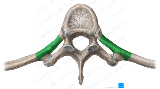 Neck of rib (#2678)