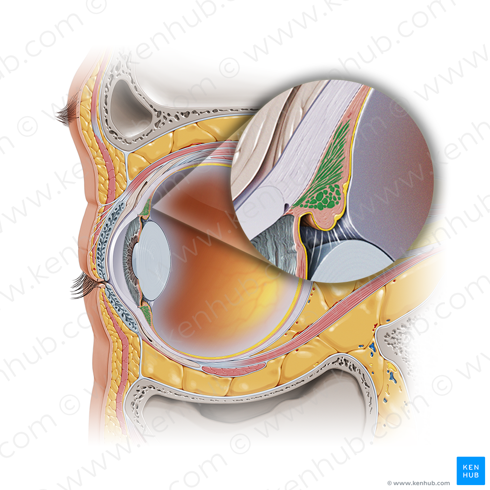 Ciliary muscle (#20629)