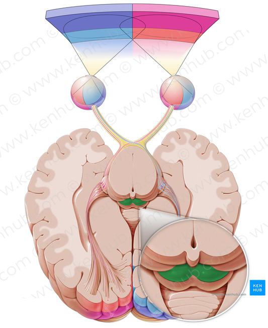 Superior colliculus (#2671)