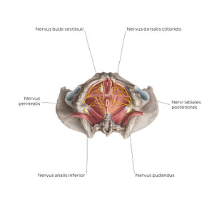 Nerves of the clitoris (Latin)