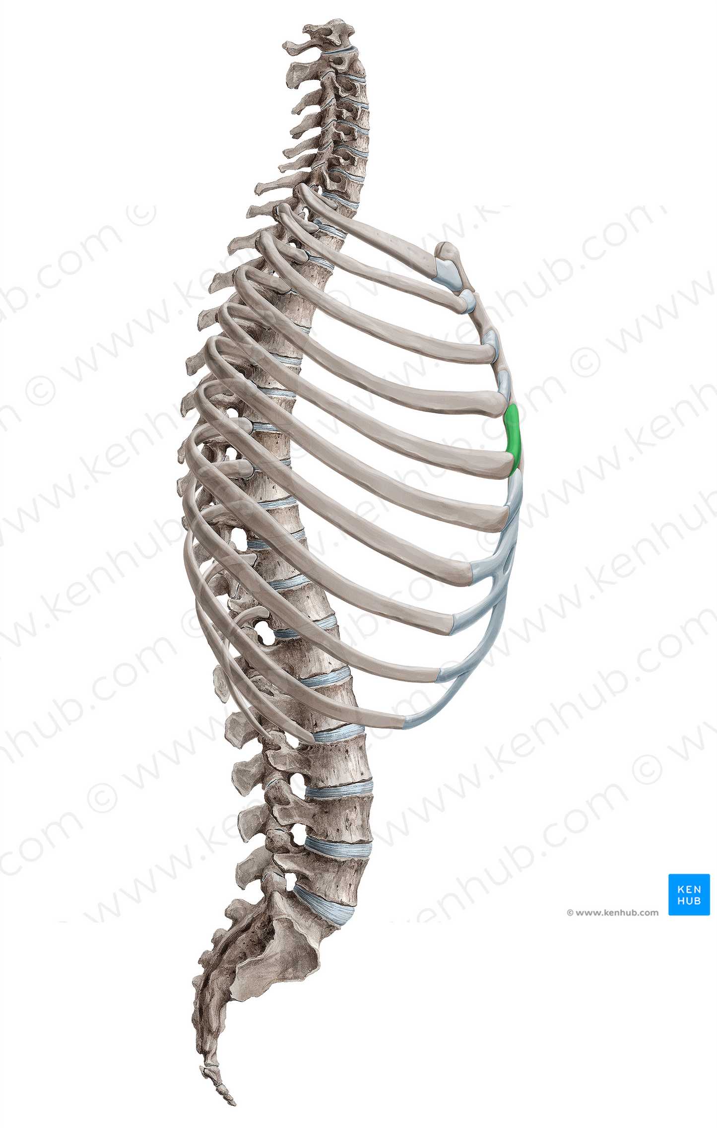 Costal cartilage of 5th rib (#18156)