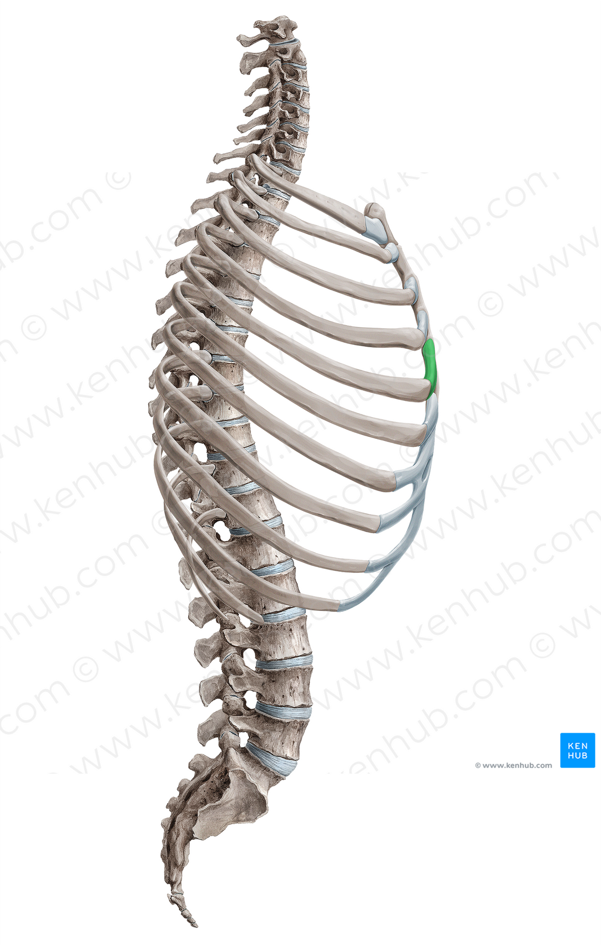 Adams Fifth Rib Costal cartilage of 5th rib (#18156) – Kenhub Image License Store