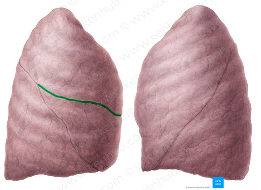 Horizontal fissure of right lung (#3658)