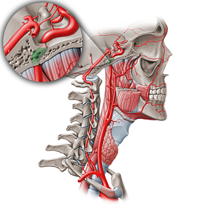 Petrous part of internal carotid artery (C2) (#19557)