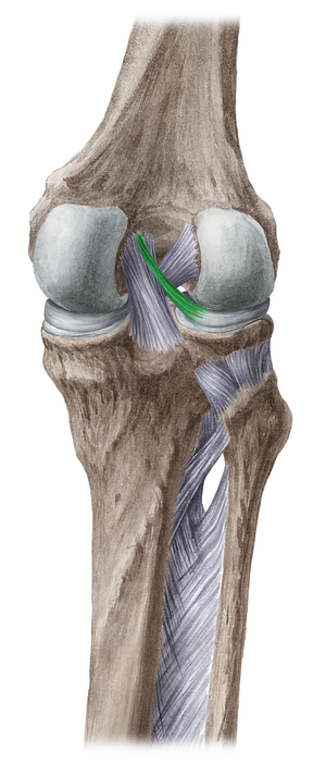 Posterior meniscofemoral ligament (#4577)