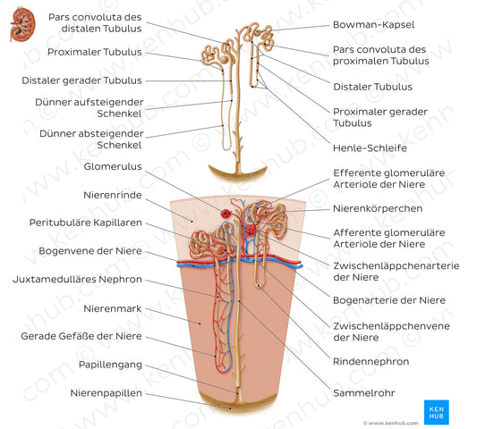 Nephron (German)