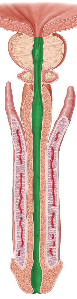 Urethra (#9859)