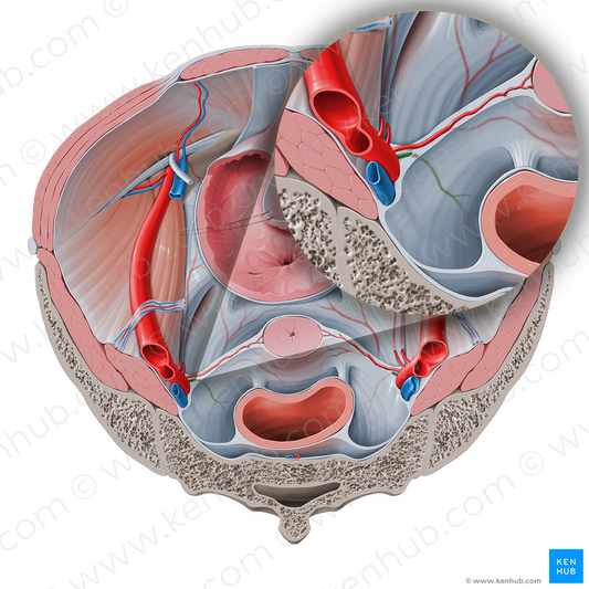 Middle anorectal artery (#1722)