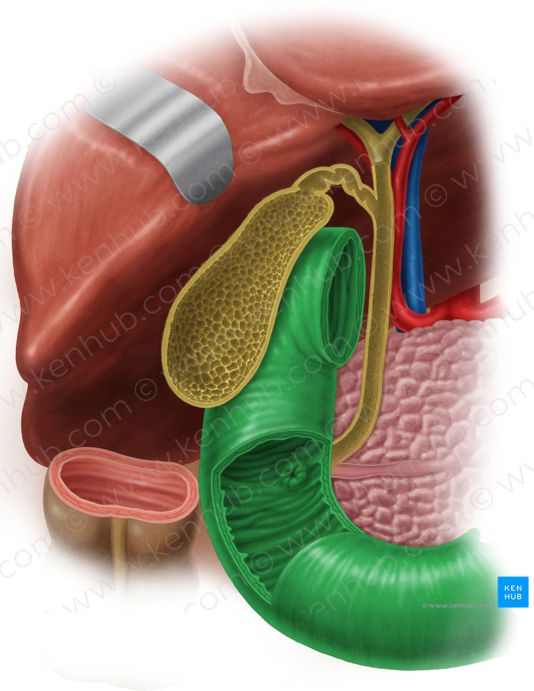 Duodenum (#3362)