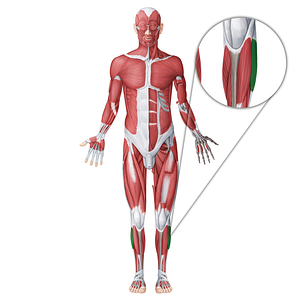 Fibularis longus muscle (#18673)