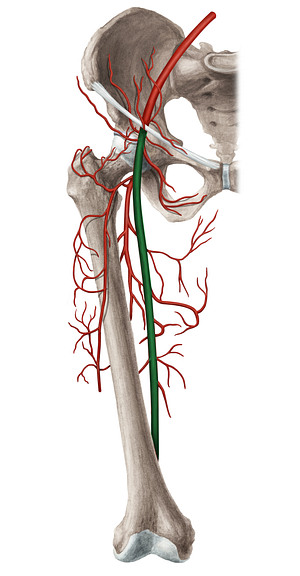 Femoral artery (#1245)