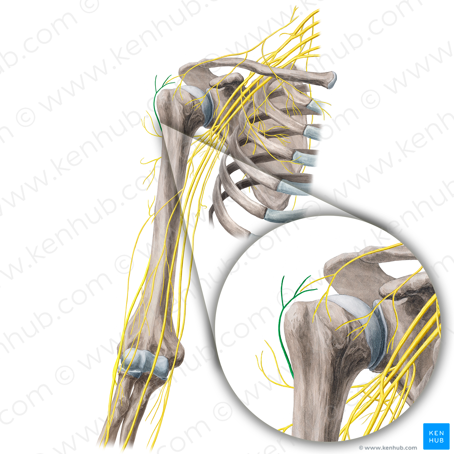 Superior lateral brachial cutaneous nerve (#21678)