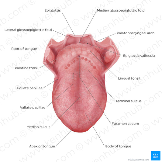 Structure of the tongue (English)