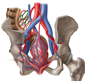 Sigmoid veins (#10215)