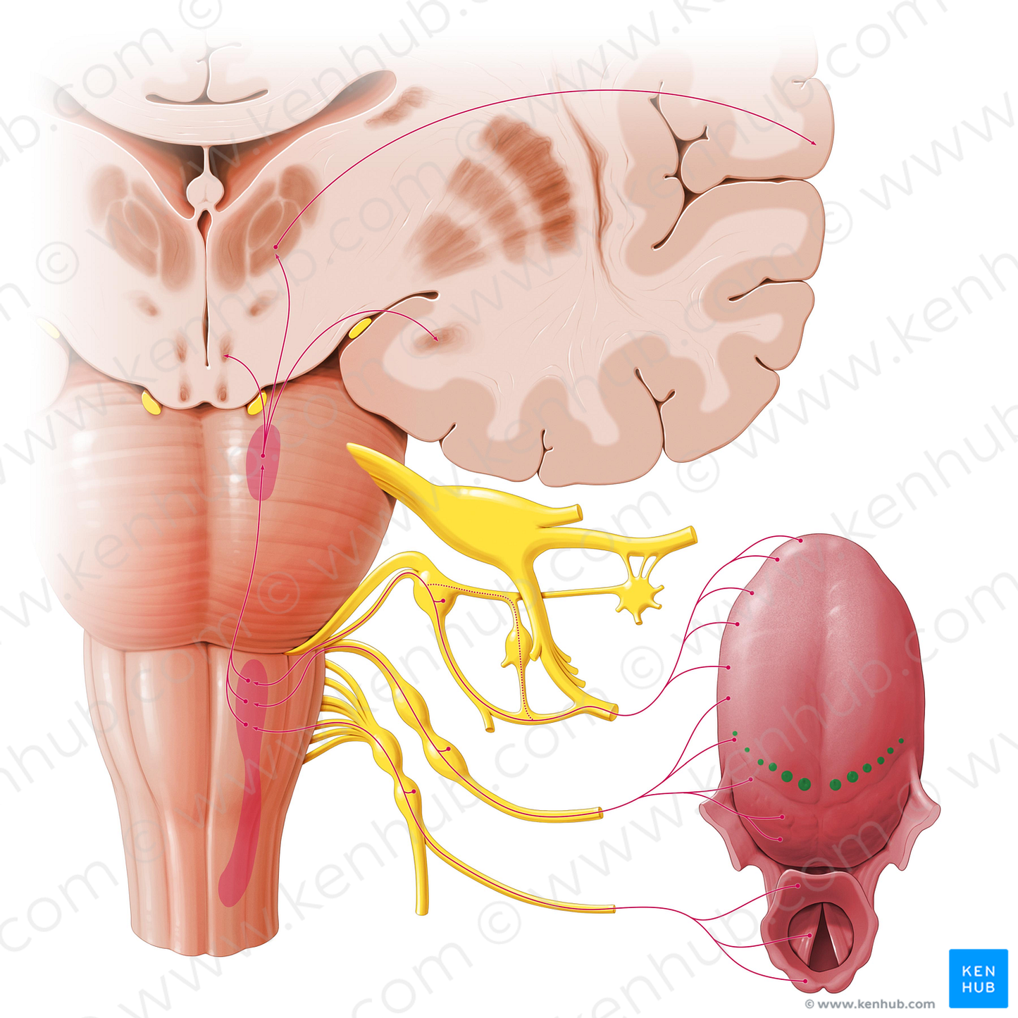 Vallate papillae (#7639)