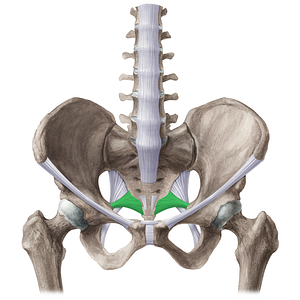 Sacrospinous ligament (#21518)