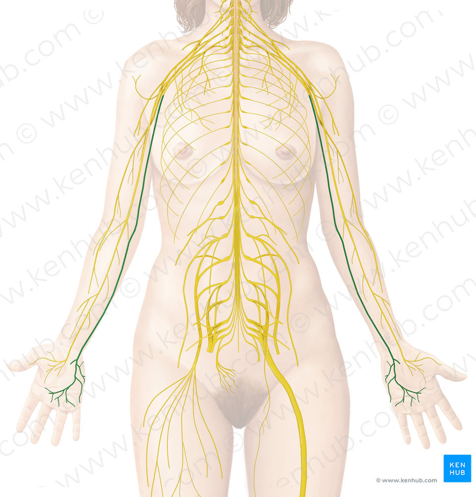 Ulnar nerve (#6854)