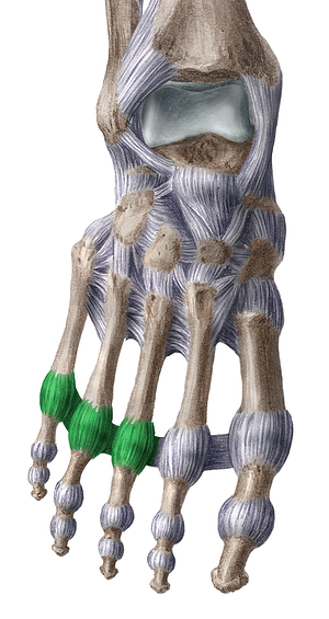 Ligaments of 3rd - 5th metatarsophalangeal joints (#4453)