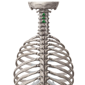 Spinous processes of vertebrae C2-C4 (#10996)