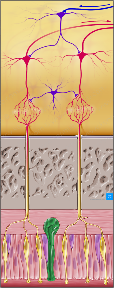 Olfactory glands (of Bowman) (#20909)