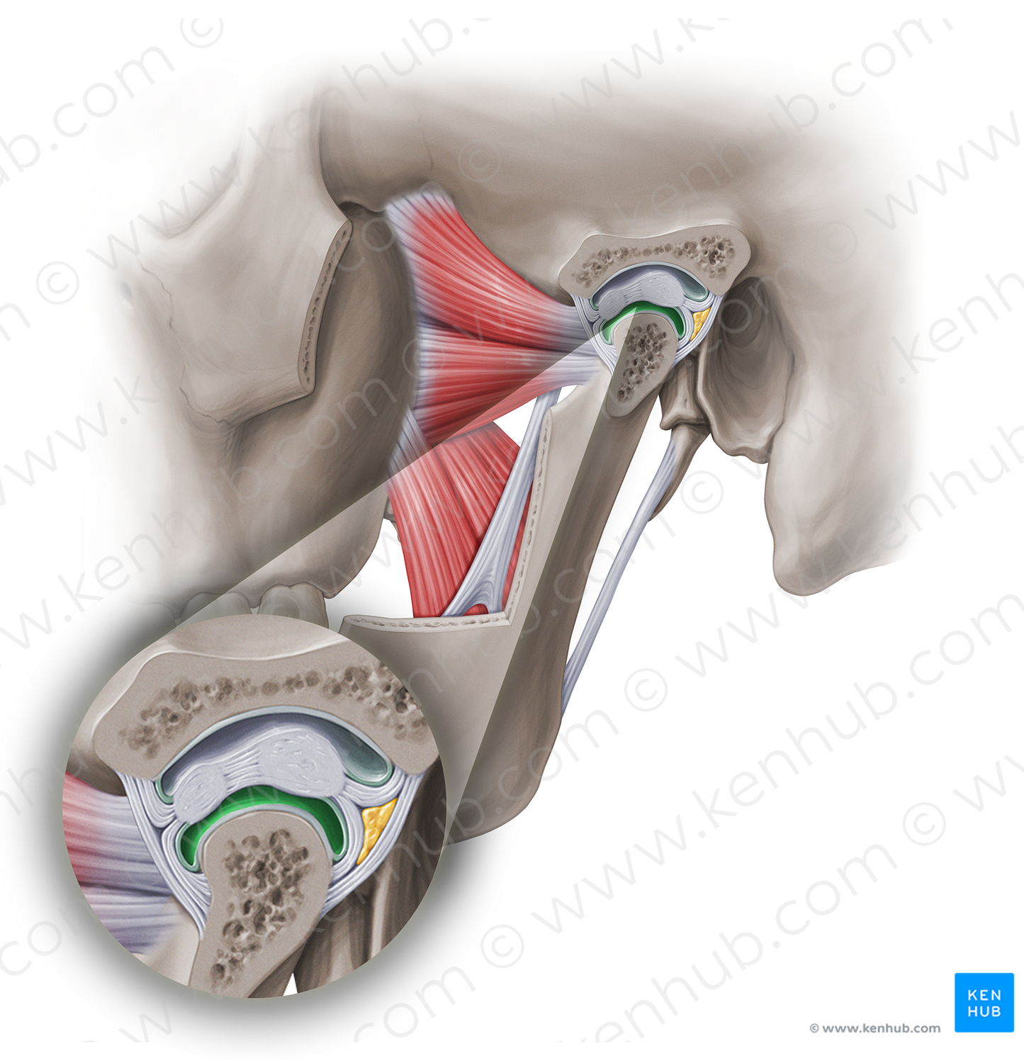 Inferior cavity of temporomandibular joint (#18958)